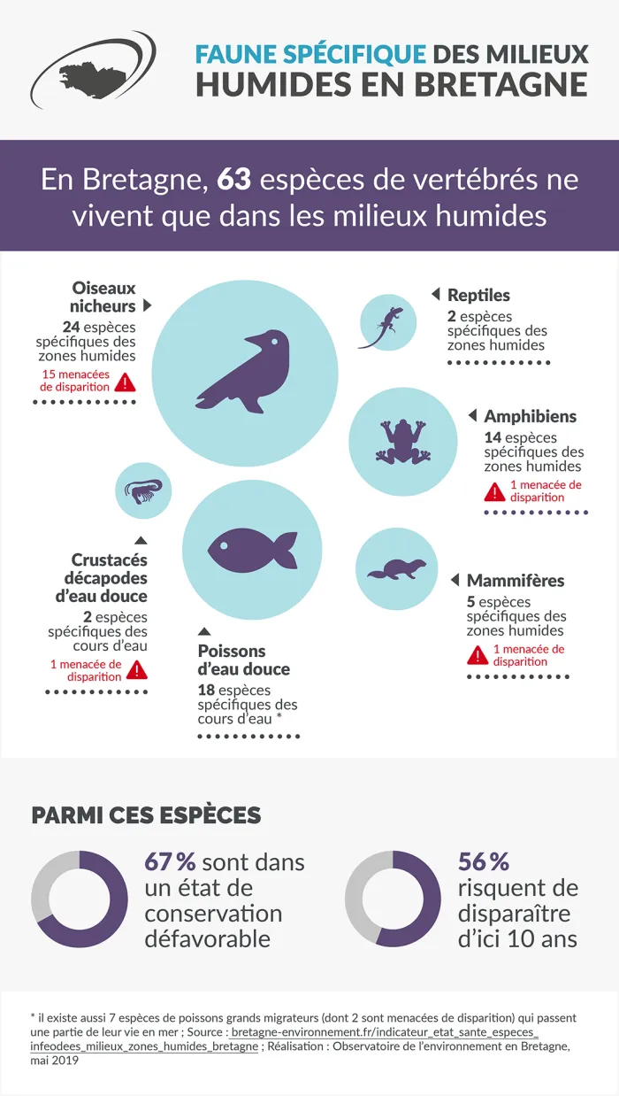 Infographie Faune spécifique des milieux humides en Bretagne