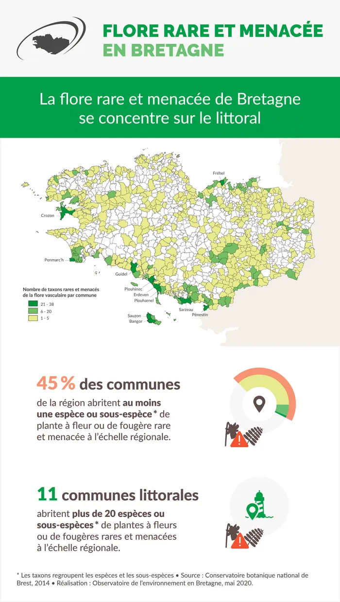 Infographie Flore rare et menacée en Bretagne