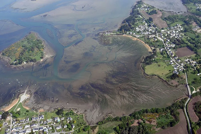 Traînées d’algues vertes en cours d’échouage dans la ria d’Étel, un exemple en Bretagne de vasière confinée