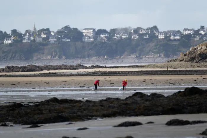 Pêcheurs à pied à marée basse
