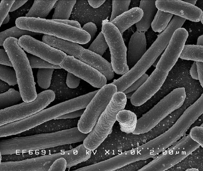 Bactérie Escherichia coli