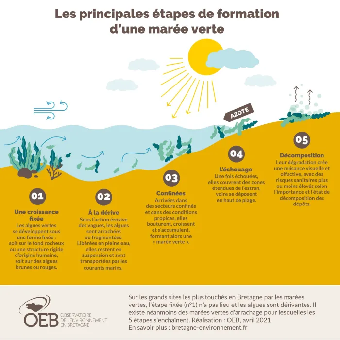 Les étapes de formation des marées vertes