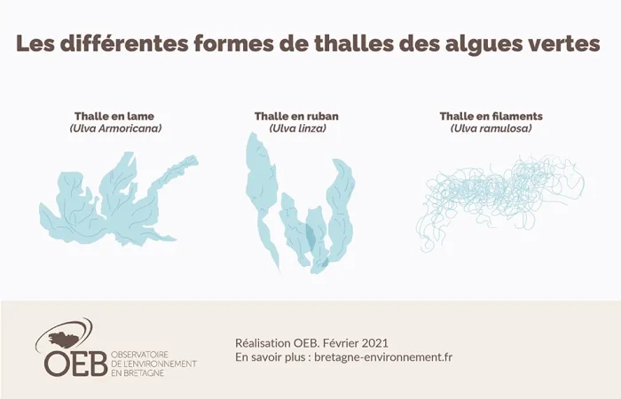 Les différentes formes de thalles des algues vertes