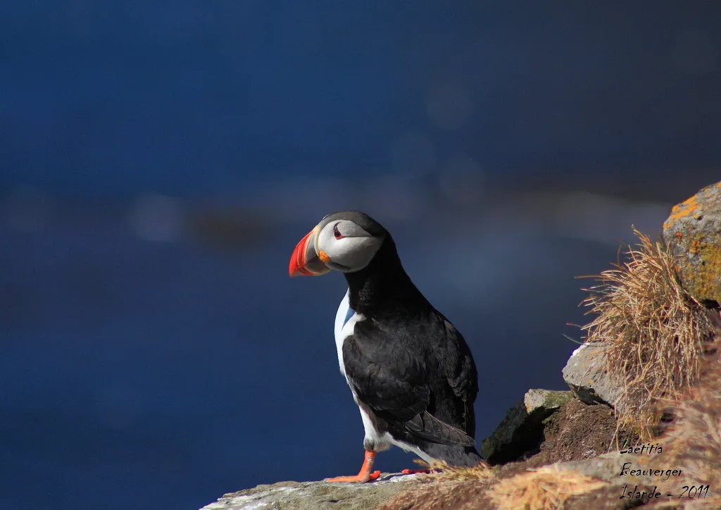 Photo macareux moine