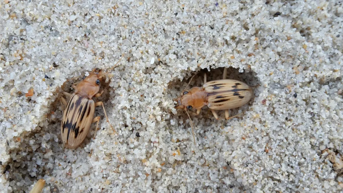 Photo Grandes nébries des sables