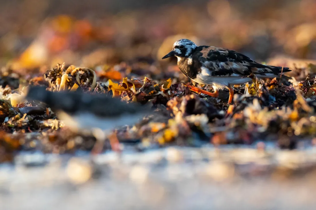 Photo Tournepierre à collier dans la laisse de mer