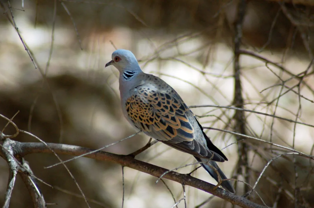 Photo tourterelle des bois