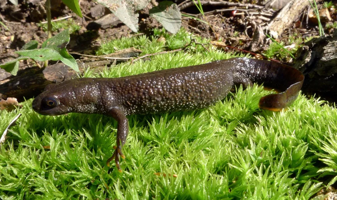 Photo Triton crêté