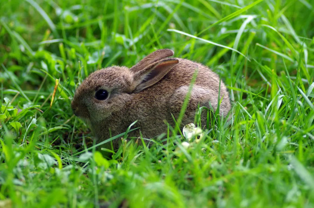 Photo lapin de garenne