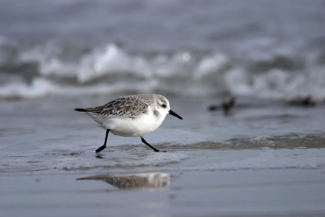 Photo bécasseau Sanderling