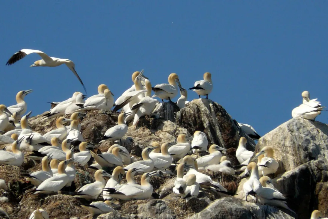 Photo oiseaux marins nicheurs