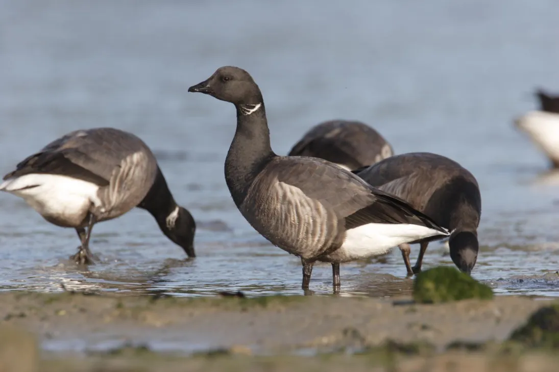 Photo bernache cravant