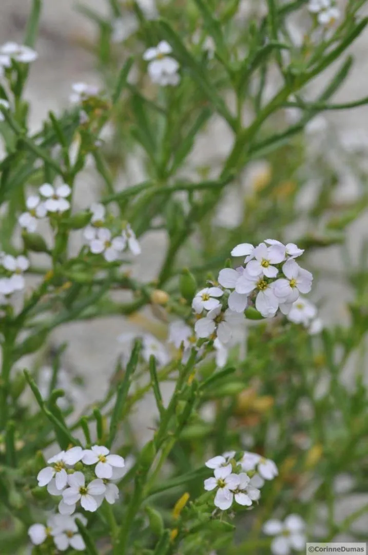 Photo Roquette de mer
