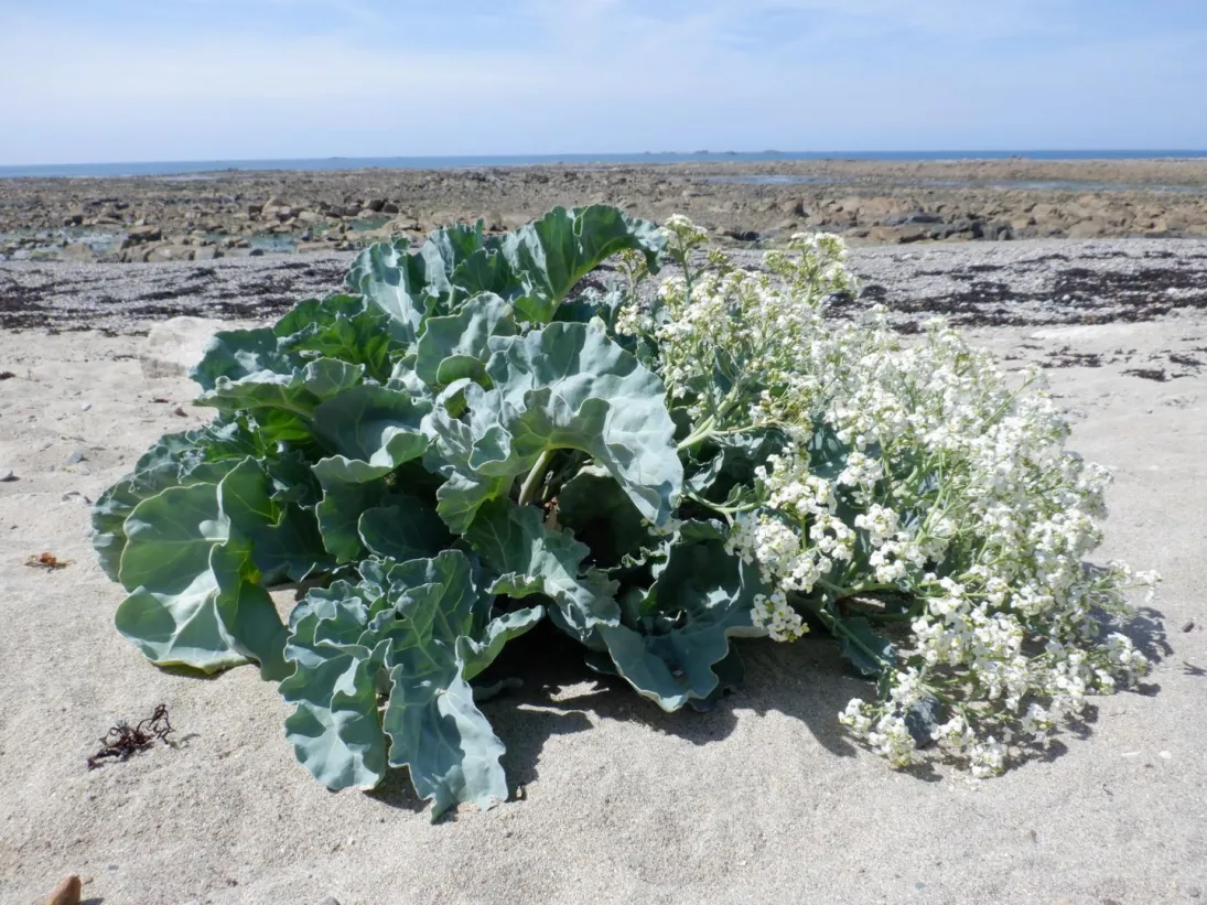 Photo Chou marin en fleur