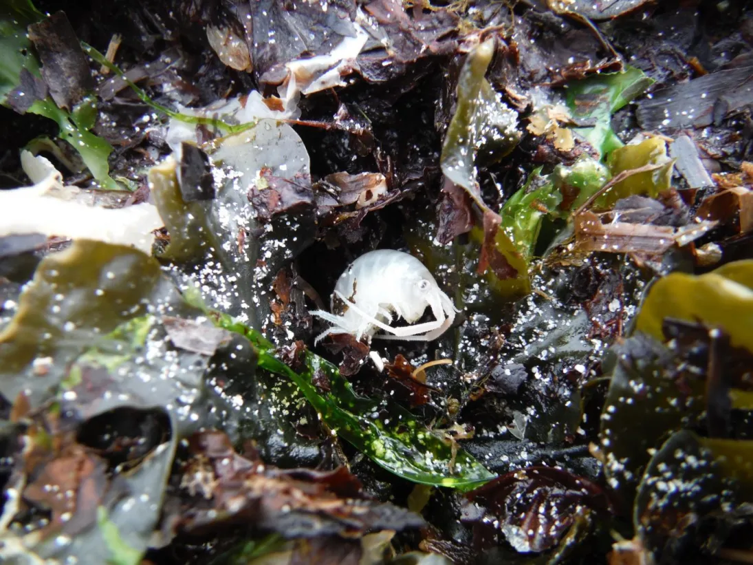 Photo Puce de mer dans les algues