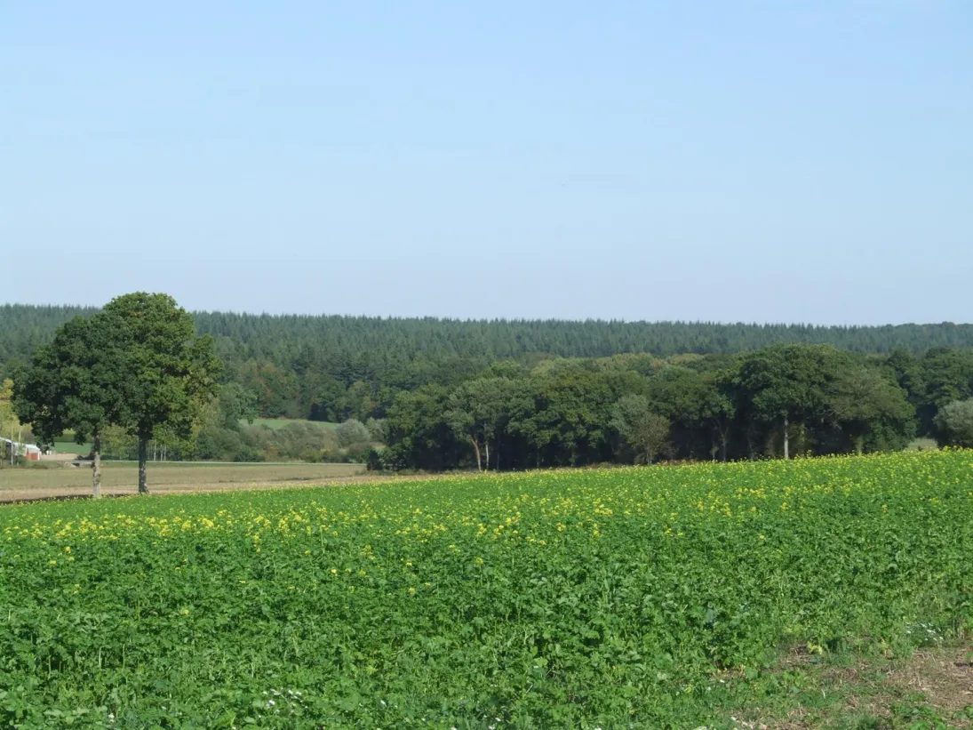 Photo Paysage boisé et de bosquets 