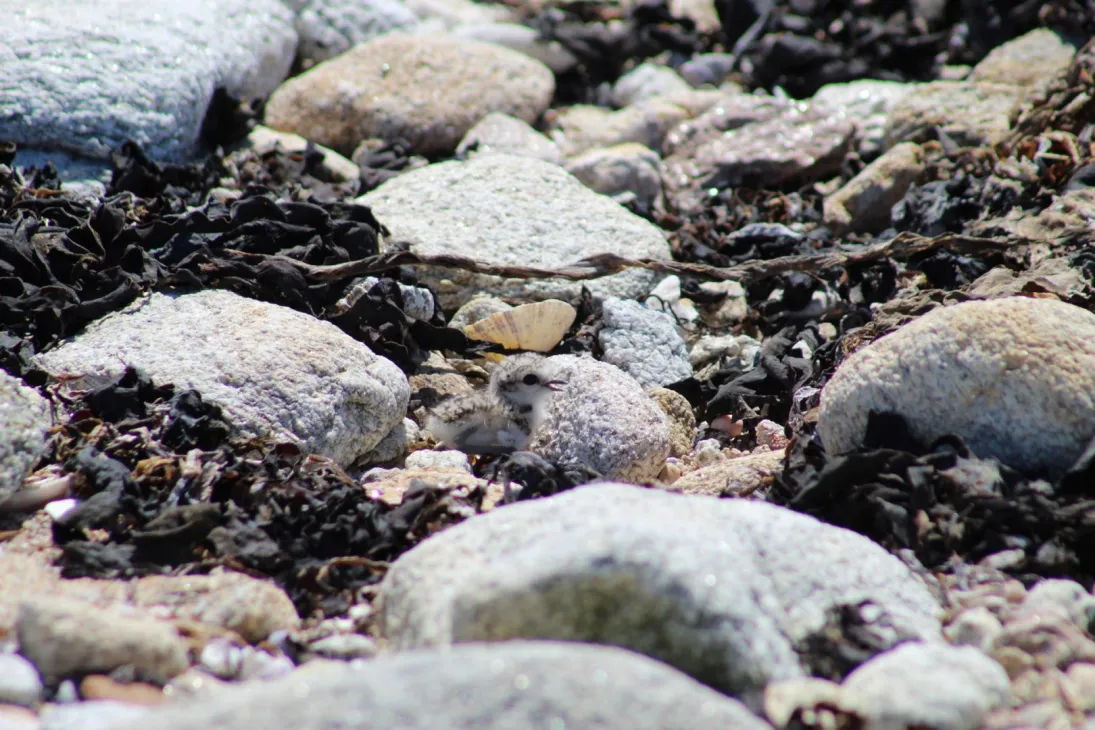 Photo Poussin de gravelot à collier interrompu