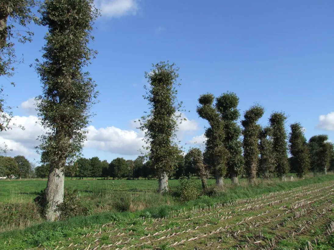 Photo Paysage cultivé à ragosses