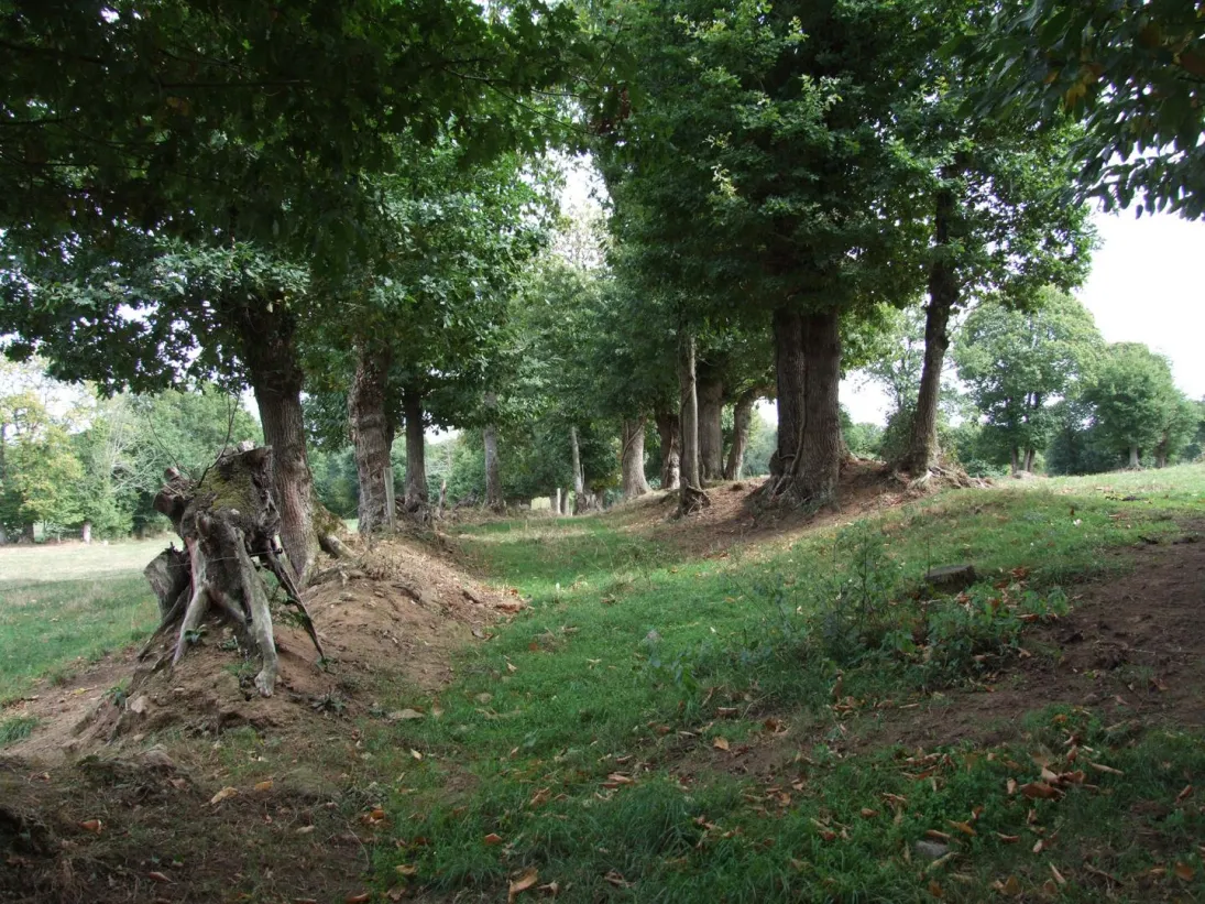 Photo Paysage de bocage dense sur colline 