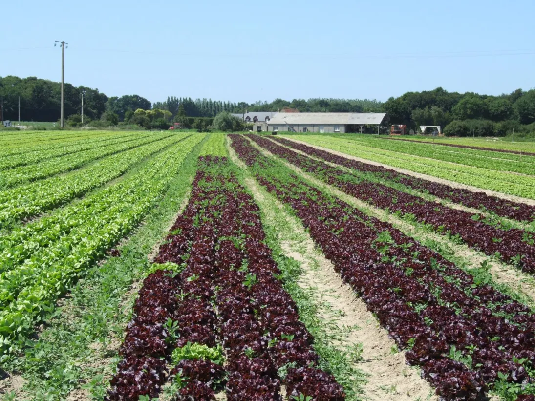 Photo Paysage de cultures légumières 