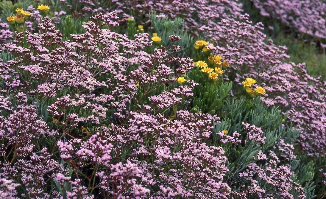 Photo Statice à feuilles ovales