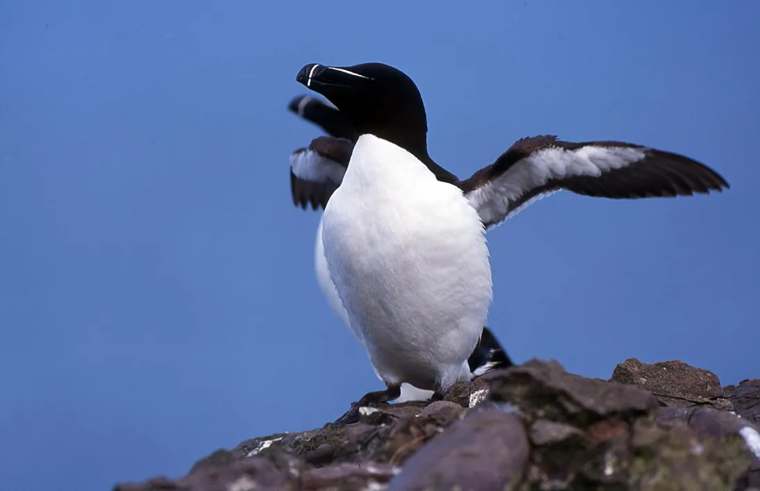 Photo pingouin Torda