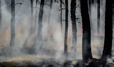 Silhouettes d'arbres après un feu de forêt